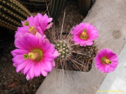 Echinocereus cv.